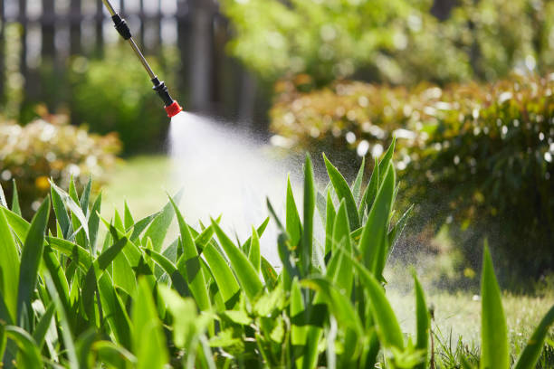 24/7 Emergency Termite Control experts in Mokena, IL